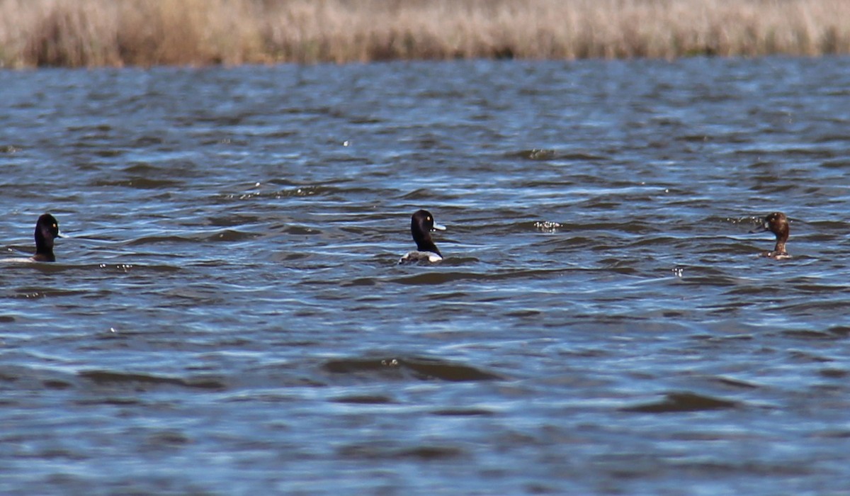 Greater/Lesser Scaup - ML57390121