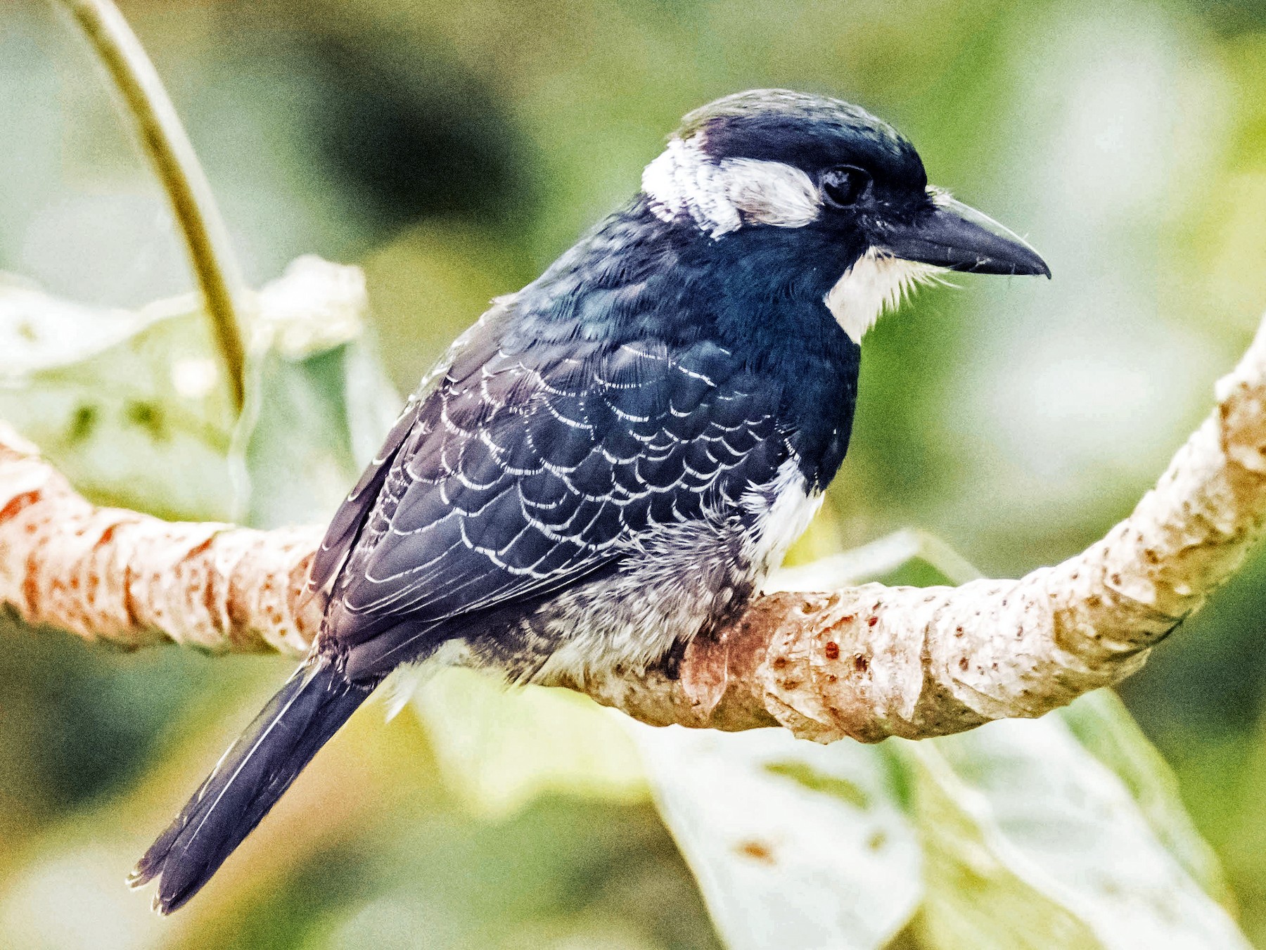 Black-breasted Puffbird - William Batsford