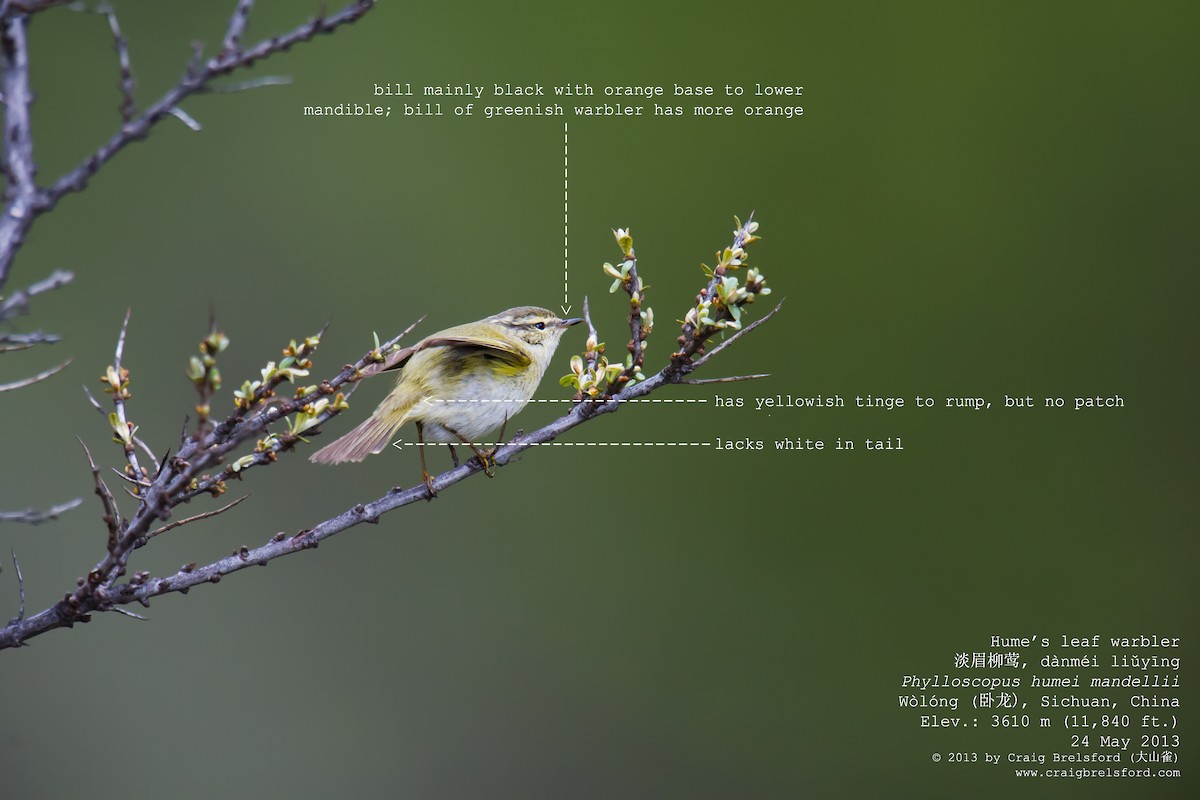 Hume's Warbler - ML57390781