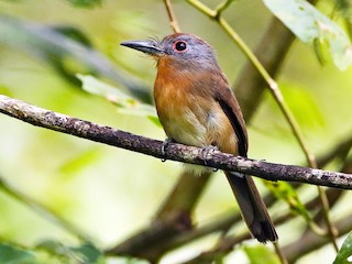 Nonula Acanelada - eBird