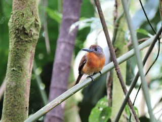 Nonula Acanelada - eBird