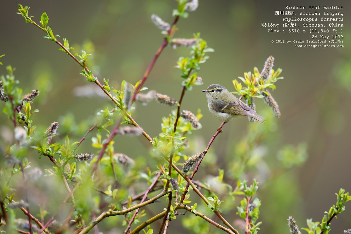 Sichuan Leaf Warbler - Craig Brelsford