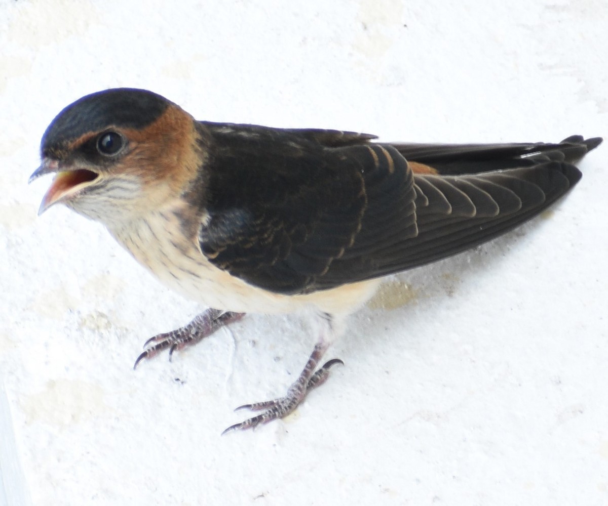 Red-rumped Swallow - ML573910991