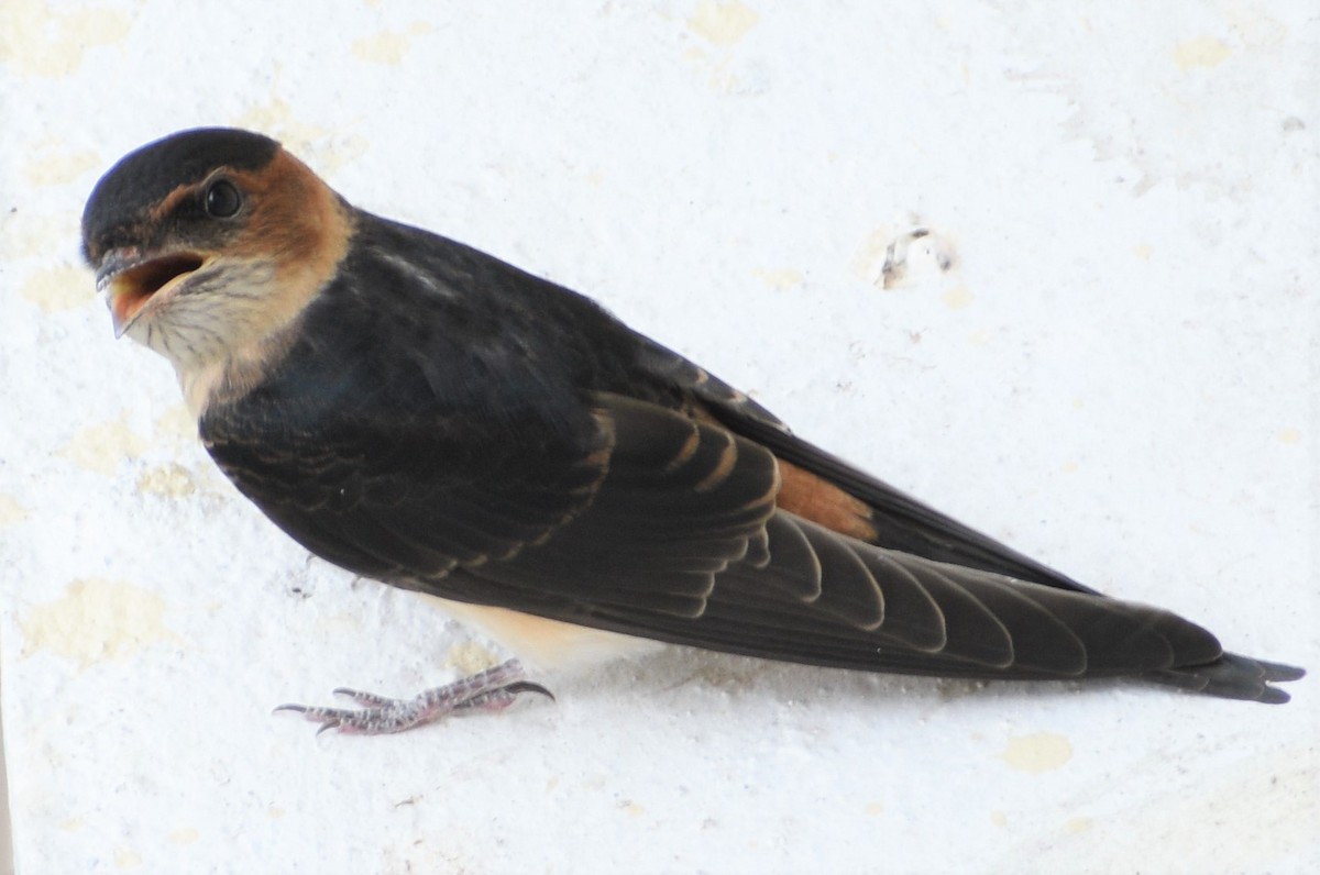 Red-rumped Swallow - ML573911071