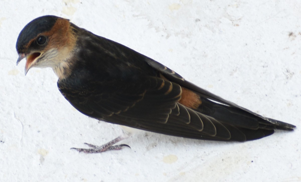 Red-rumped Swallow - ML573911121