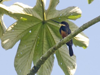  - Dusky-backed Jacamar