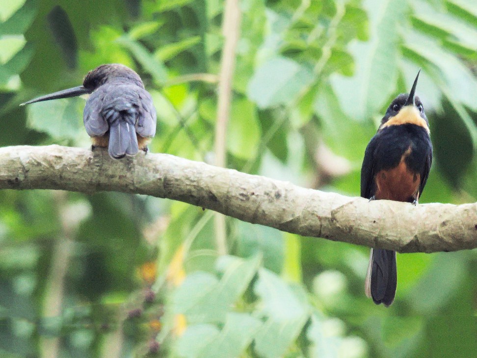 Jacamará Dorsioscuro - eBird