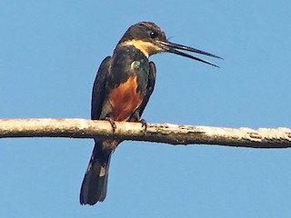  - Dusky-backed Jacamar