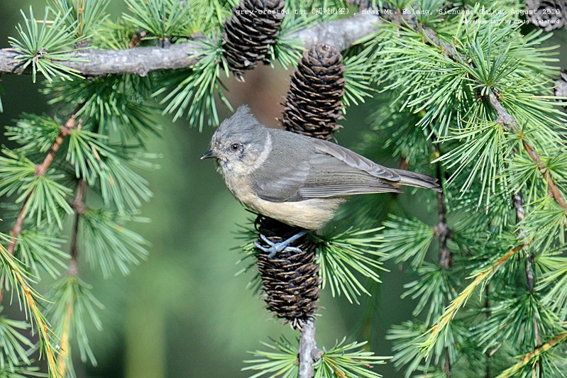 Gray-crested Tit - ML57391411
