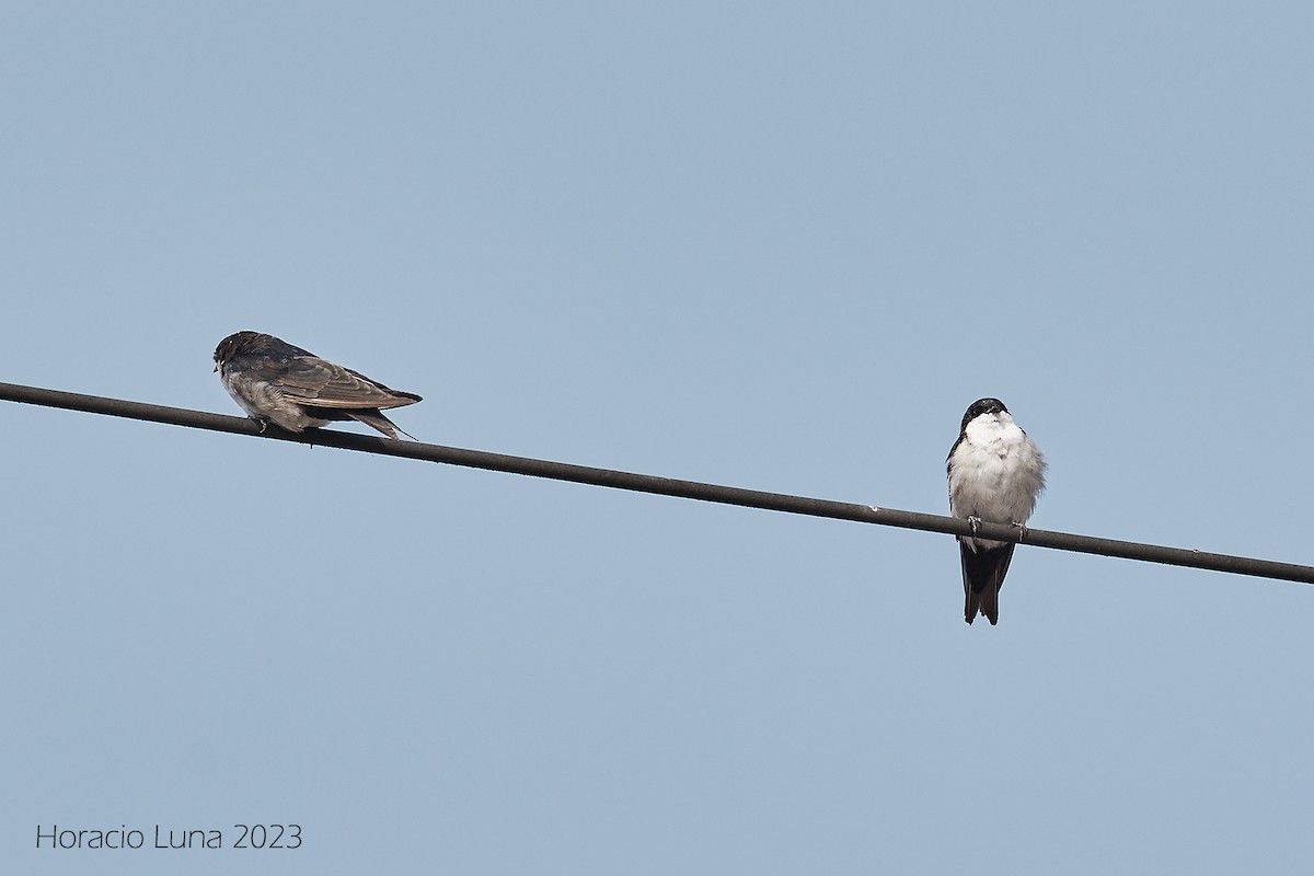 Blue-and-white Swallow (peruviana) - ML573918531
