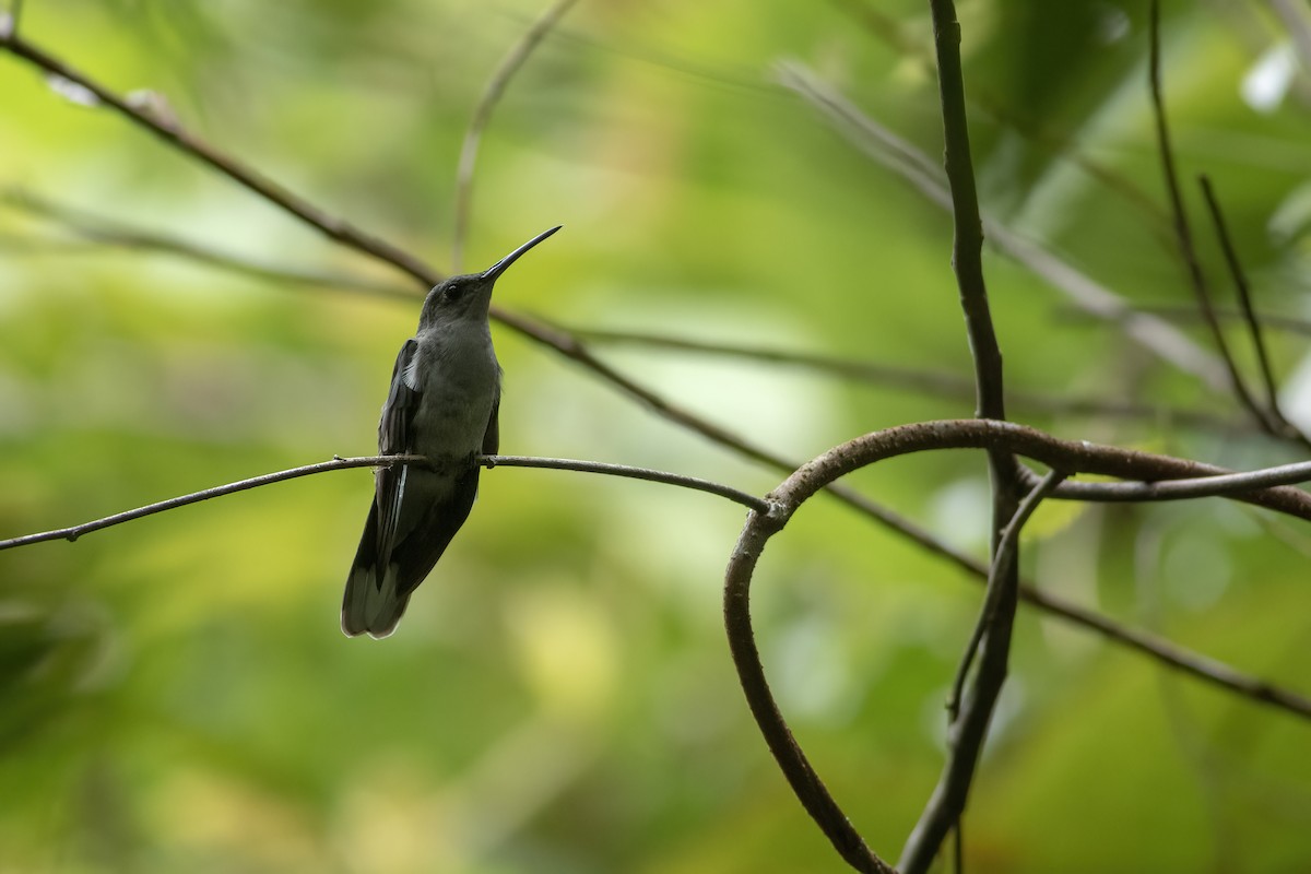 kolibřík šedoprsý - ML573918961