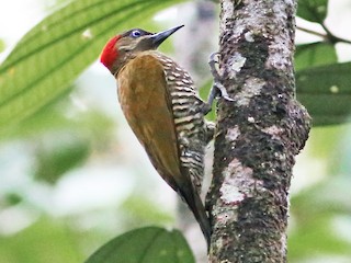  - Stripe-cheeked Woodpecker