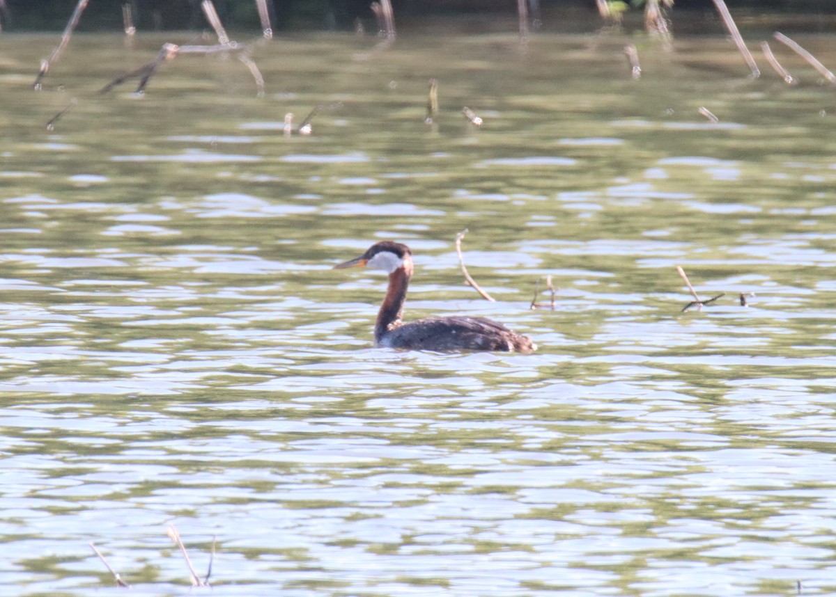 Red-necked Grebe - ML573919721