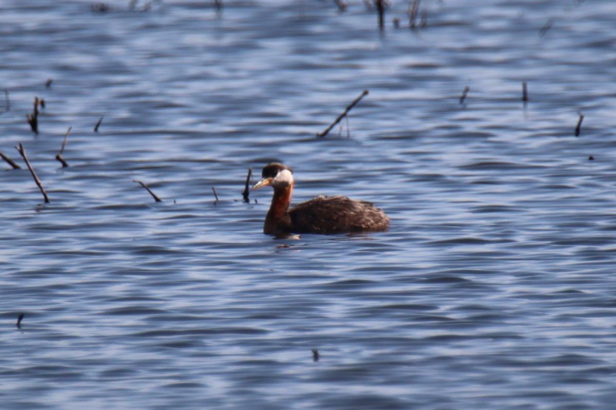 Red-necked Grebe - ML573919731