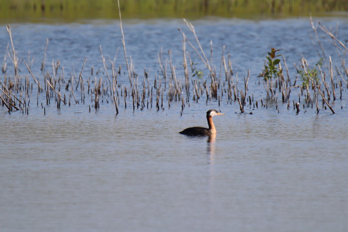 Red-necked Grebe - ML573920331