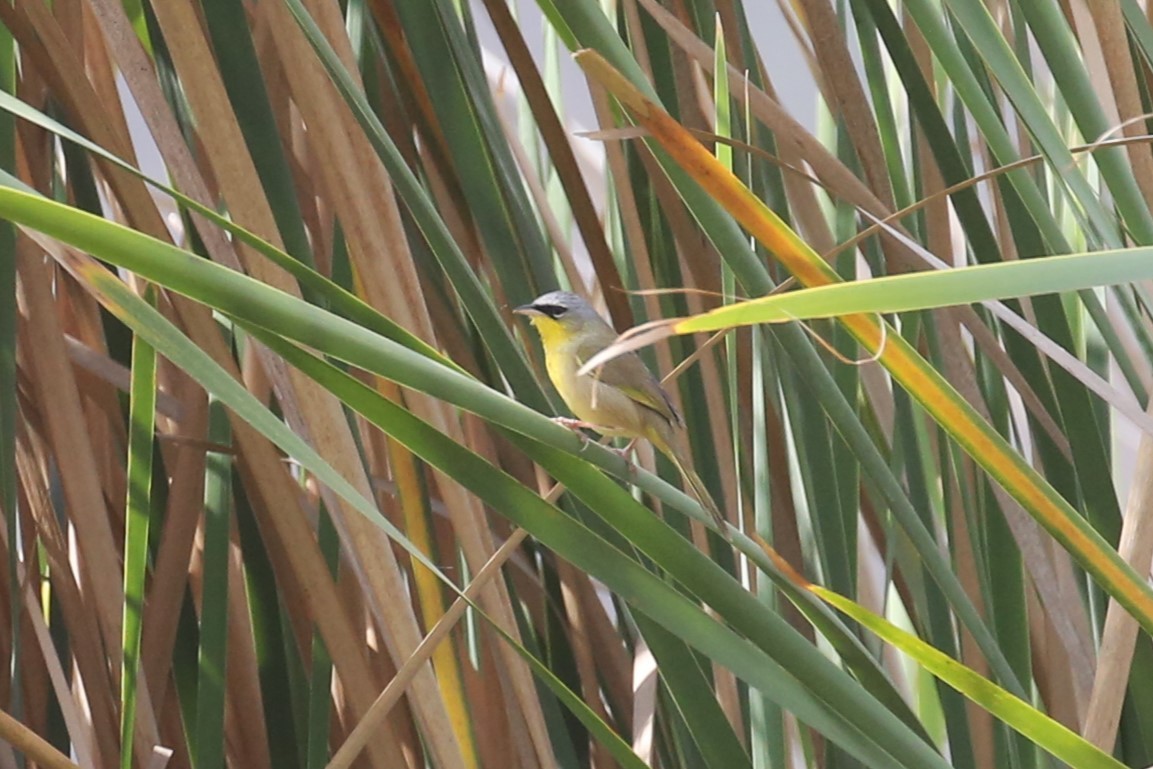 Gray-crowned Yellowthroat - ML573922011