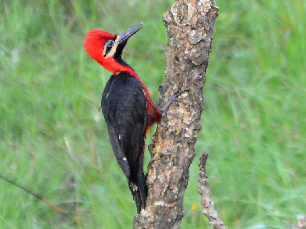 Crimson-bellied Woodpecker - Alan Van Norman