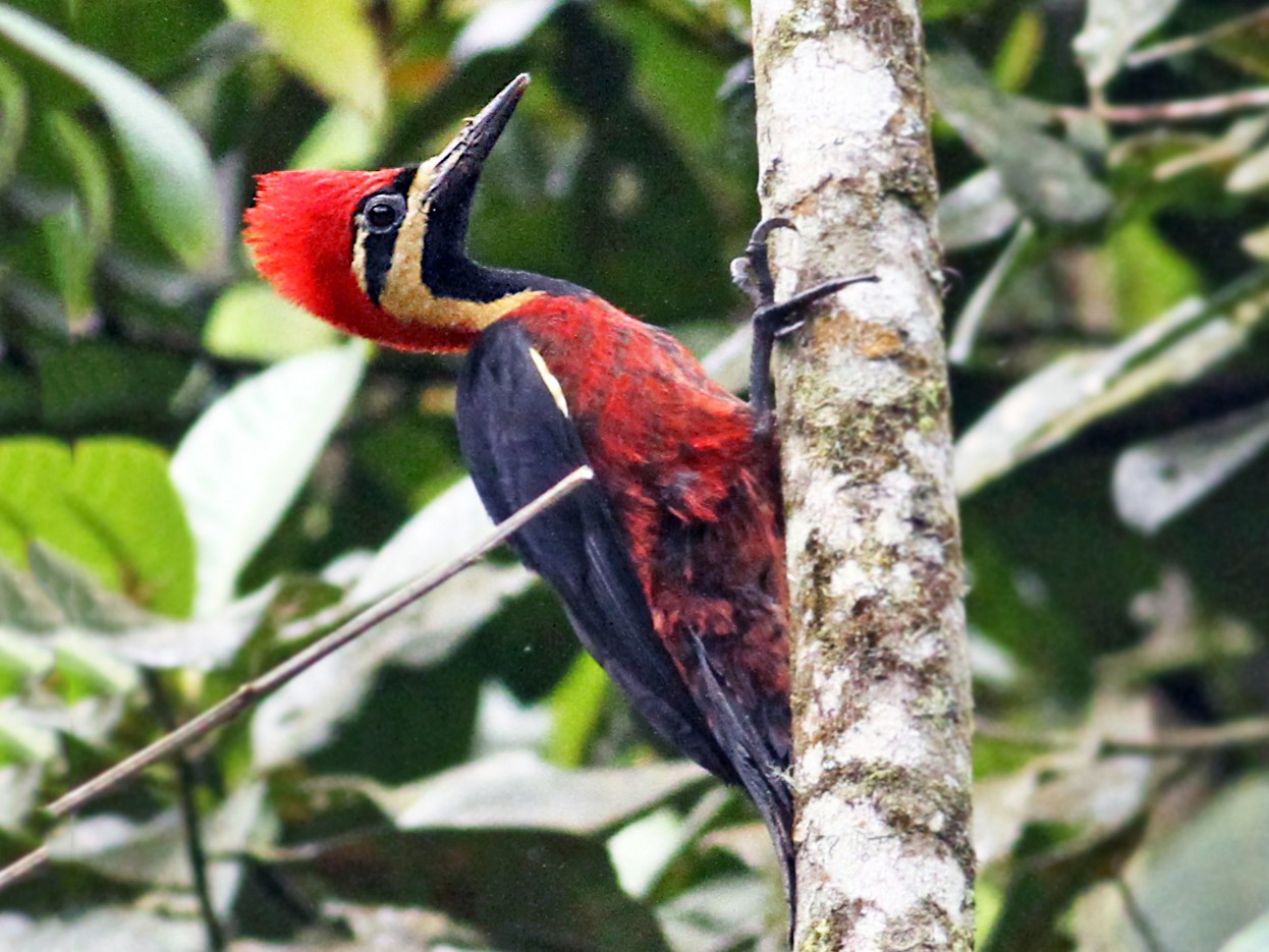 Crimson-bellied Woodpecker - Anonymous