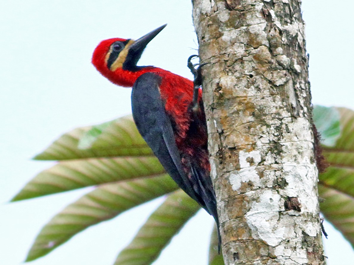 Crimson-bellied Woodpecker - Andrew Spencer