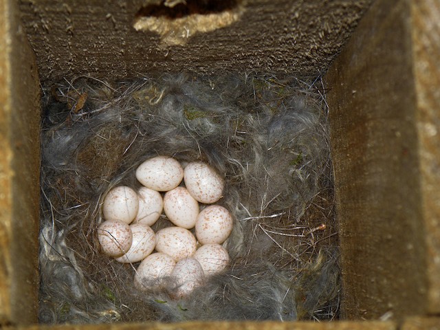 Eggs. - Great Tit - 