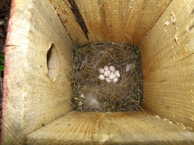 A nest with eggs in a nest box. - Great Tit - 