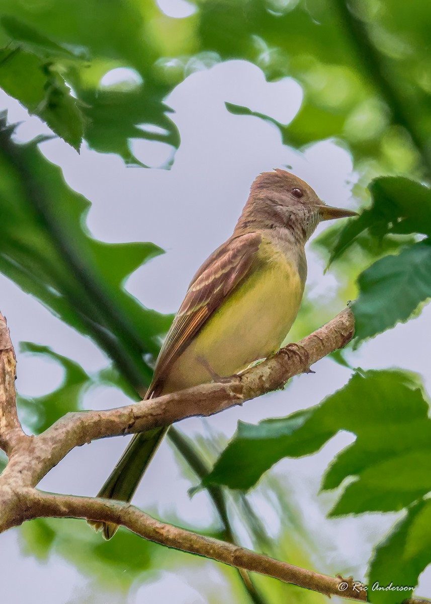 Great Crested Flycatcher - ML573936581