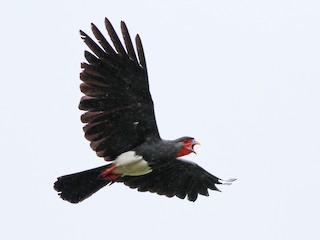  - Red-throated Caracara
