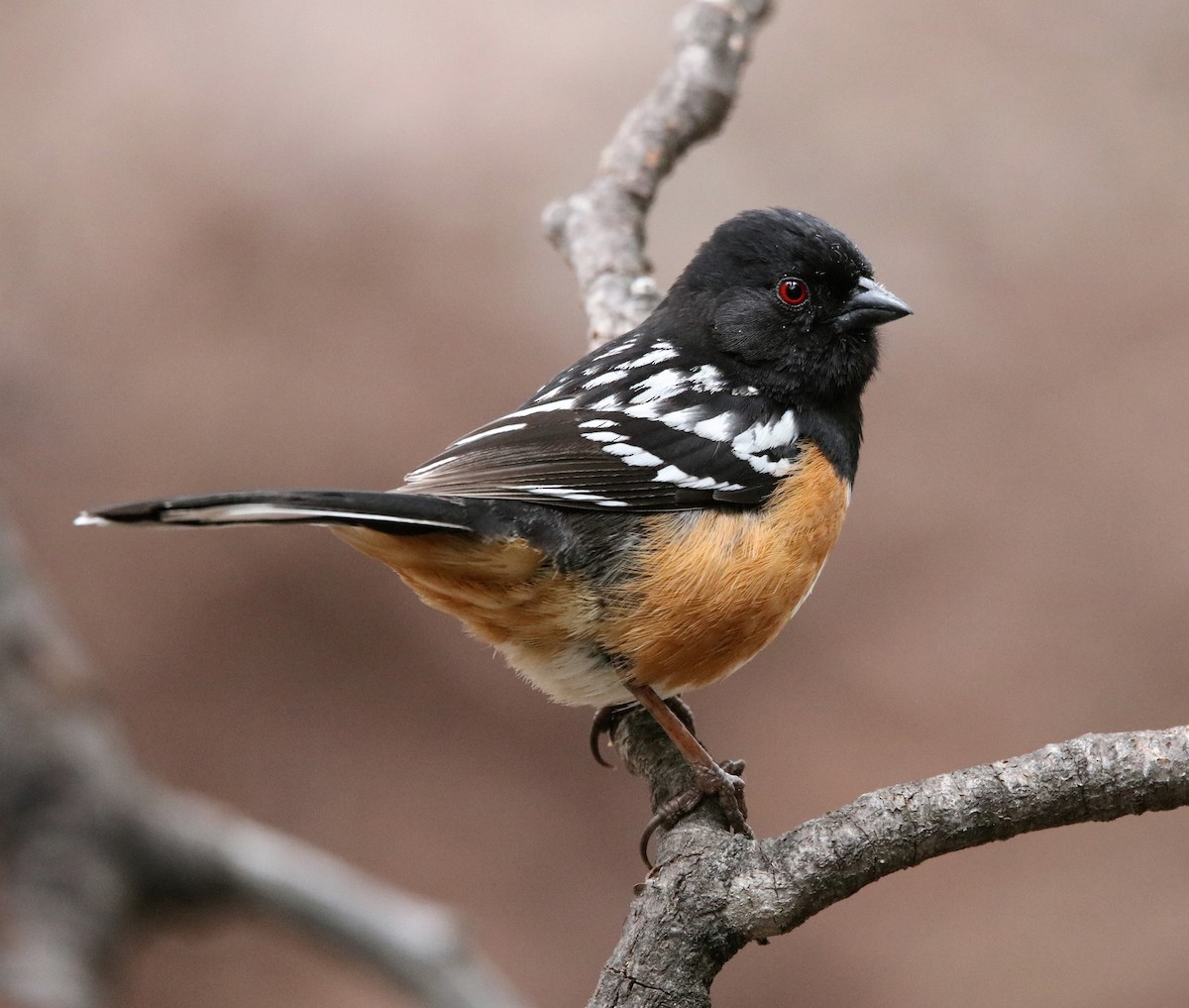 Spotted Towhee - ML573937191