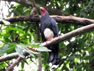  - Red-throated Caracara