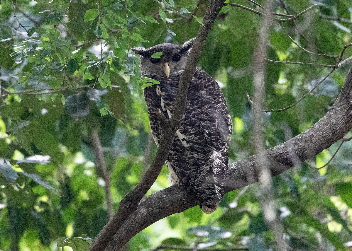 Spot-bellied Eagle-Owl - ML573941591
