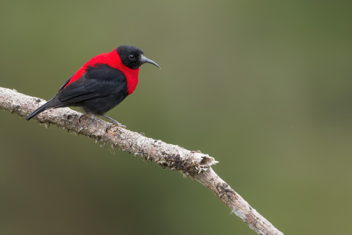 Red-collared Myzomela - ML573942251