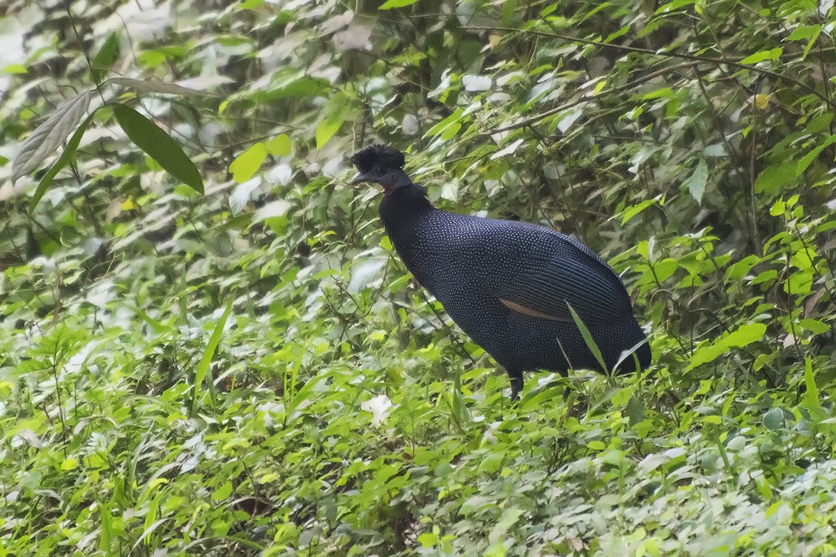Western Crested Guineafowl - Miguel Rouco