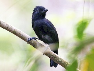  - Black Antshrike