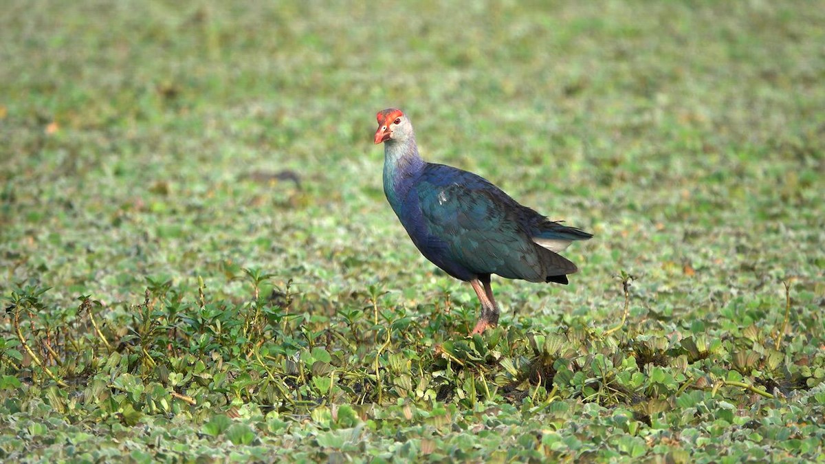 Ebird India Checklist Apr Anekal Dodda Kere Species