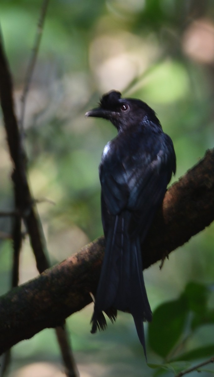 Greater Racket-tailed Drongo - ML573955031