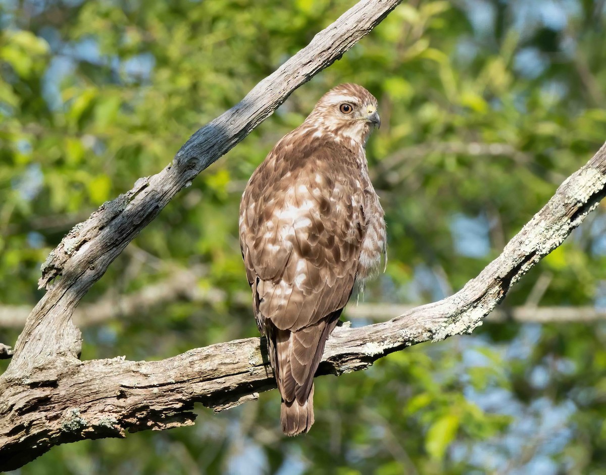 ebird-checklist-18-may-2023-miantonomi-park-57-species