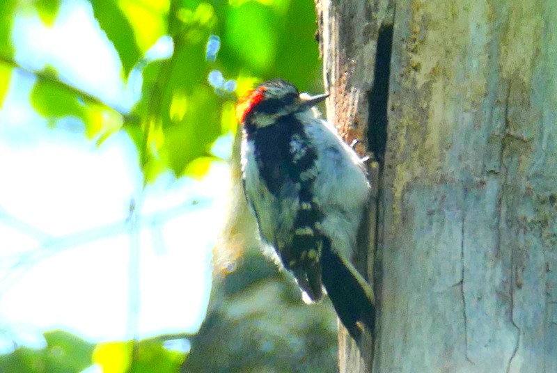Downy Woodpecker - ML573966071