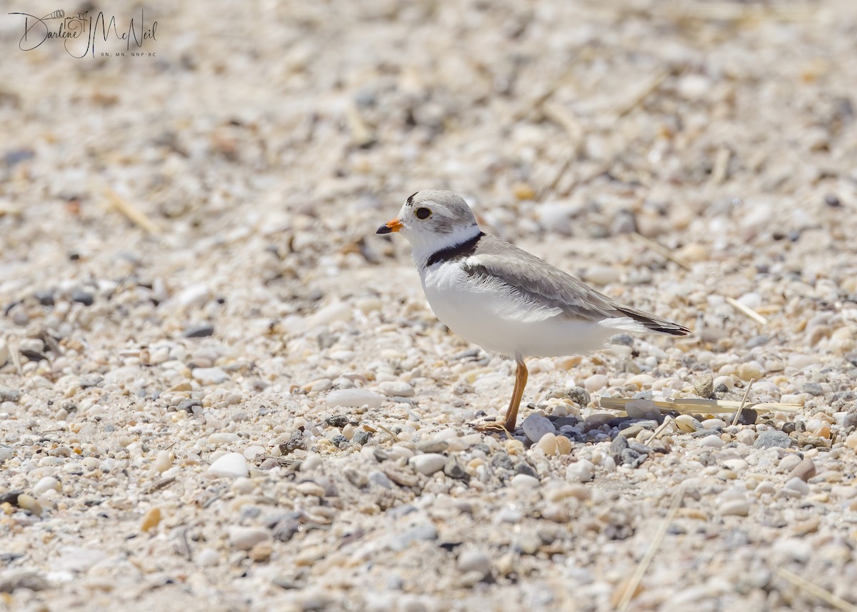 Piping Plover - ML573967881