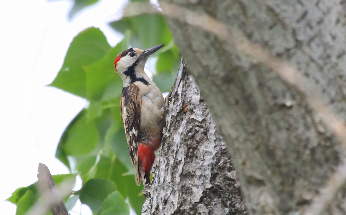 Syrian Woodpecker - ML573968561