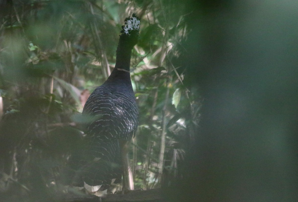 Bare-faced Curassow (Bare-faced) - ML573968701