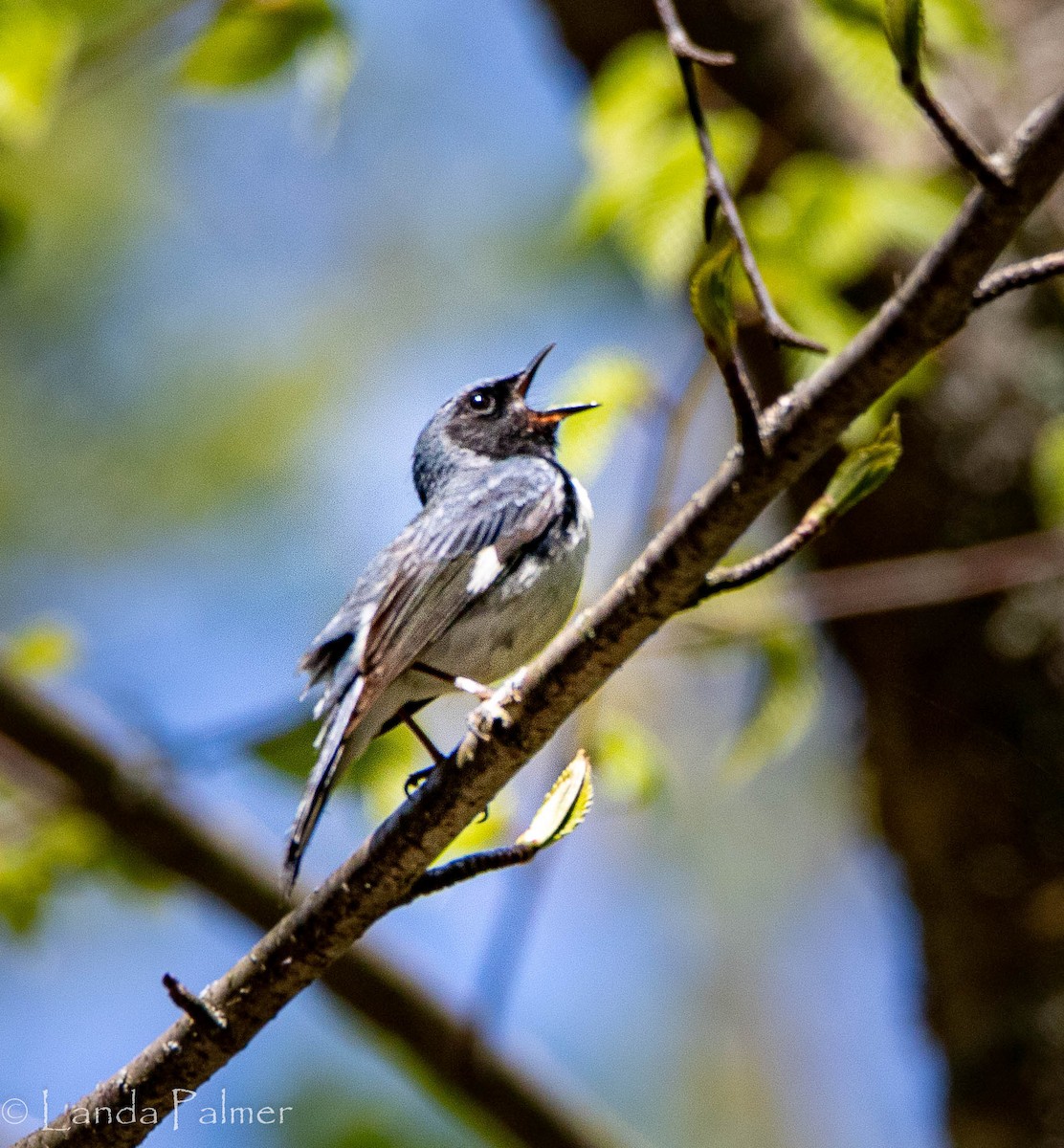 New York Breeding Bird Atlas Checklist - 18 May 2023 - 1687 96th Rd