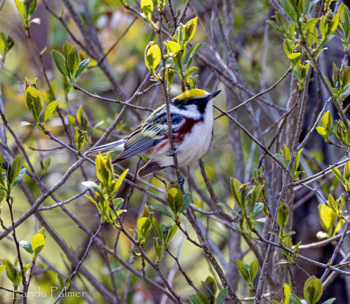 New York Breeding Bird Atlas Checklist - 18 May 2023 - 541 Stone Fort ...