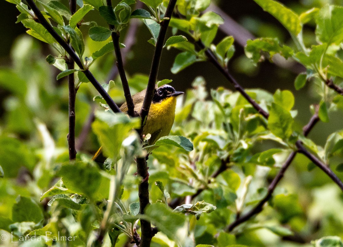 New York Breeding Bird Atlas Checklist - 18 May 2023 - 1200–1282 Stone ...