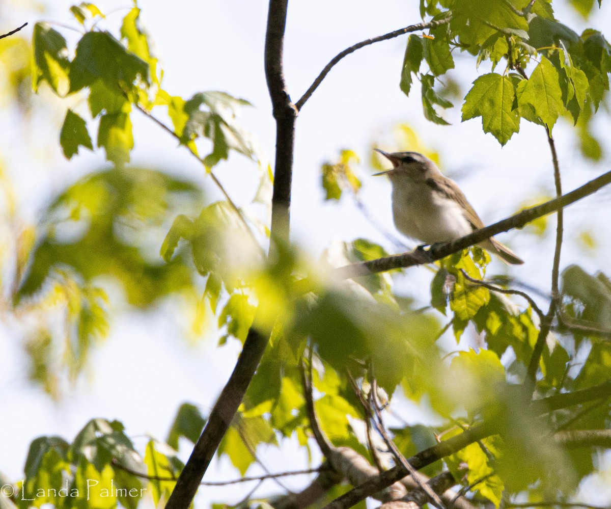 New York Breeding Bird Atlas Checklist - 18 May 2023 - 20565 NY-23