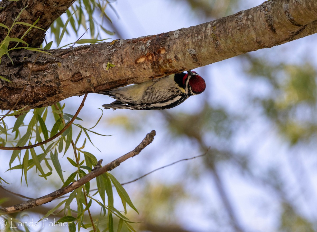 New York Breeding Bird Atlas Checklist - 18 May 2023 - 21375 NY-23