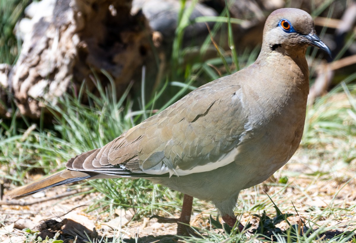 EBird Checklist - 21 Apr 2023 - Ash Canyon Bird Sanctuary (closed ...