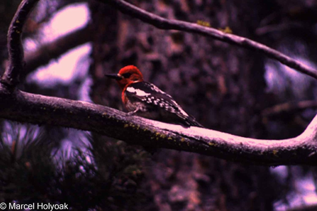 Red-breasted Sapsucker - ML573976561