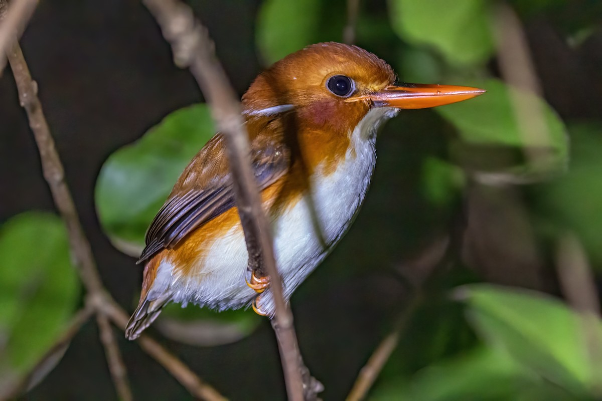 Madagascar Pygmy Kingfisher - ML573978721