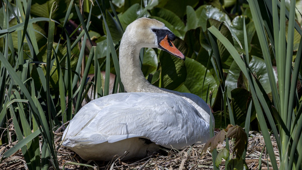 New York Breeding Bird Atlas Checklist - 17 May 2023 - Rockland Lake SP