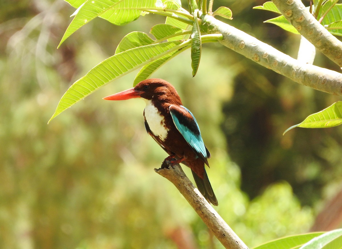 Mass Audubon eBird Checklist 12 May 2023 Meir Park גן מאיר 7 species
